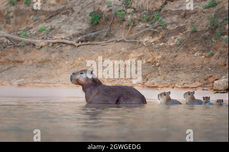 Nahaufnahme einer Familie von Capybaras im Wasser, Süd-Pantanal, Brasilien. Stockfoto