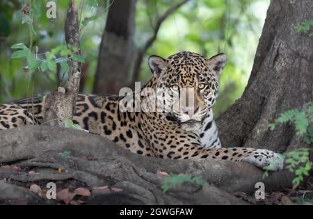 Nahaufnahme eines Jaguar (Panthera onca), der auf einem Flussufer liegt, Pantanal, Brasilien. Stockfoto