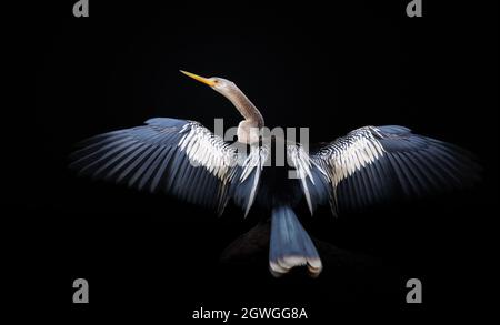 Nahaufnahme von Anhinga, die auf einem Baum mit Flügeln und Schwanz, der sich nach trocken, Pantanal, Brasilien, ausgebreitet hat, thront. Stockfoto