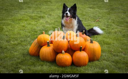 Draufsicht auf Happy Border Collie mit einer Gruppe von Kürbissen im Garten. Niedlicher schwarzer und weißer Hund sitzt auf Gras mit kultiviertem Cucurbita Pepo. Stockfoto