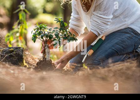 Frau, die im Frühling kleine Keimlingspflanzen in Erde pflanzt, während sie im Garten auf dem Boden kniet. Hände einer Frau, die einen Baumkastanie pflanzt Stockfoto