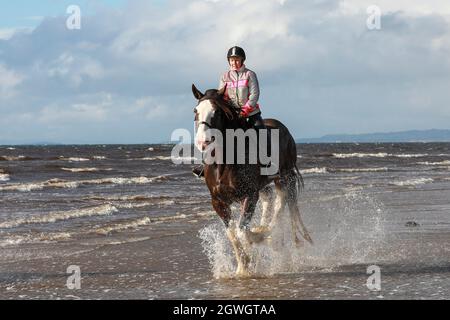 Ayr, Großbritannien. Oktober 2021. Hayley (weiße/pinke Jacke) und ihre Freundin Linda (schwarze/gelbe Jacke) trainieren Clyde, eine 10-jährige Clydesdale Wallach und Honey, 8-jährige Clydesdale Stute am Ayr Beach, Ayrshire, UK Credit: Findlay/Alamy Live News Stockfoto