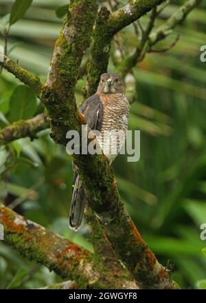 Shikra (Accipiter badius badius) Weibchen, die auf dem Zweig Sri Lanka thront Dezember Stockfoto