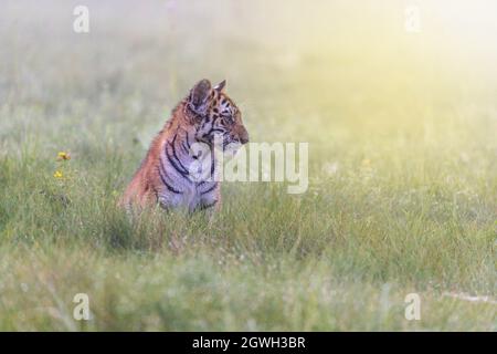 Seitenansicht Porträt eines bengalischen Tigerkeubnisses, das auf einer Wiese sitzt und nach vorne blickt. Horizontal. Stockfoto