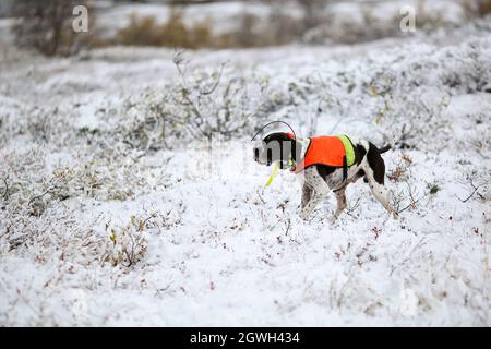 Dog english Pointer Jagd in den Bergen nach dem ersten Schneefall im Herbst. Kvikne Gemeinde, Norwegen Stockfoto