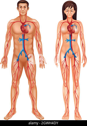 Menschliches Kreislaufsystem Stock Vektor