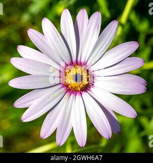 Schöne Gänseblümchen, Osteospermum, violette Blume mit einem gelben Herzen Stockfoto