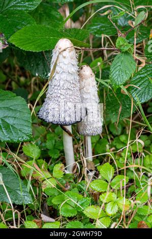 Eine vertikale Aufnahme von Wildpilzen, die in einem Wald wachsen Stockfoto