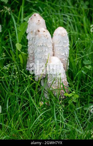 Eine vertikale Aufnahme von Wildpilzen, die in einem Wald wachsen Stockfoto