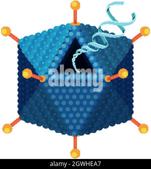 Adenovirus-Strukturdiagramm auf weißem Hintergrund Stock Vektor