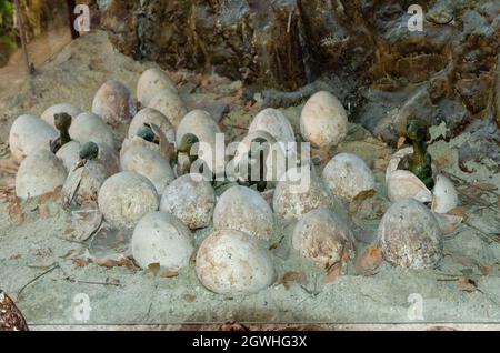 Dinosaurier-Eier im Jurassic Land Museum in Istanbul, Türkei Stockfoto