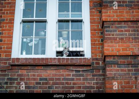 Katze blickt aus dem Fenster, Peabody Estate Social Housing, Hammersmith, London, England, Großbritannien Stockfoto