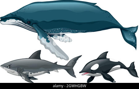 Verschiedene Arten von Wal und Hai Stock Vektor