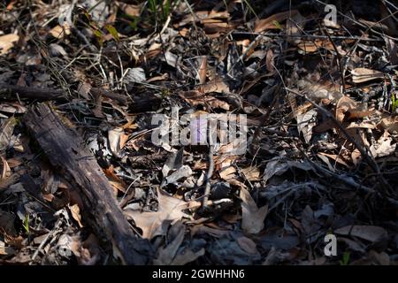 Leere, verrostete, violette Munitionshülle in abgestorbenen Blättern auf dem Boden Stockfoto