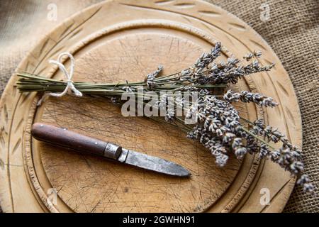 Ein Lavendelhaufen, geschnitten aus einer Pflanze, die in einem Garten wächst, wird neben einem alten Taschenmesser ausgestellt. Lancashire England GB Stockfoto