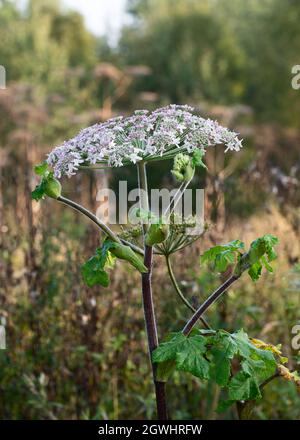 Heracleum Pflanze auch Kuh Pastinak während der Blüte genannt Stockfoto