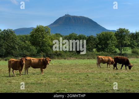 Herde von Salers und Aubrac Kühen auf ihrer Wiese, vor dem Puy-de-Dome Vulkan Stockfoto