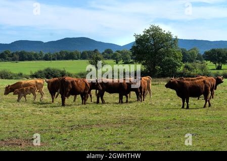 Herde von Salers und Aubrac Kühen auf ihrer Wiese, vor dem Puy-de-Dome Vulkan Stockfoto