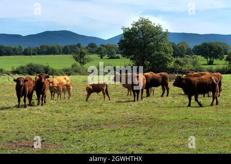 Herde von Salers und Aubrac Kühen auf ihrer Wiese, vor dem Puy-de-Dome Vulkan Stockfoto