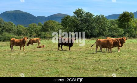 Herde von Salers und Aubrac Kühen auf ihrer Wiese, vor dem Puy-de-Dome Vulkan Stockfoto