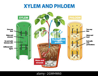 Diagramm mit Xylem und Phloem der Pflanze Stock Vektor