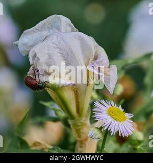 Ein brauner Käfer auf einer rosa und weißen Irisblüte im Gartenmakro Stockfoto