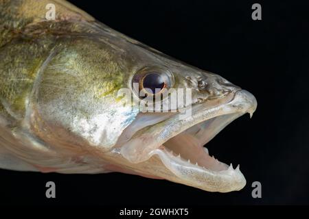 Kopf und Kiefer eines Zanders, Sander lucioperca. Zander sind eine räuberische Art, die andere Fische raubt. Sie sind eine nicht einheimische invasive Art in t Stockfoto