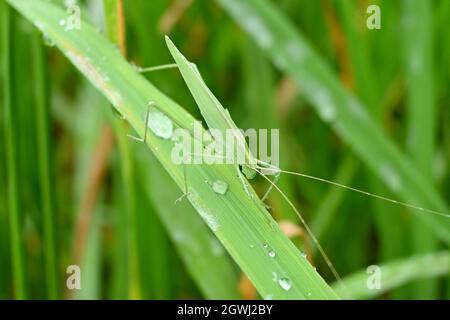 Nahaufnahme der grünen Insekten-Heuschrecke halten auf Reispflanzenblatt in der Farm über unscharf grün braunen Hintergrund. Stockfoto