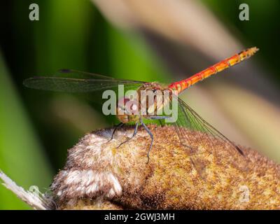 Männliche Zwergtaucher (Sympetrum striolatum) Libelle auf Schilfmace im Smestow Valley Nature Reserve, Wolverhampton, Großbritannien Stockfoto
