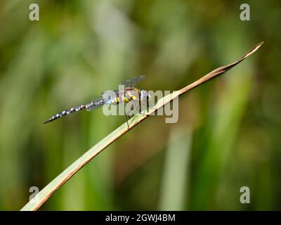 Männliche Wanderfliege Hawker (Aeshna mixta), die auf einem Blatt im Smestow Valley Nature Reserve, Wolverhampton, Großbritannien, thront Stockfoto