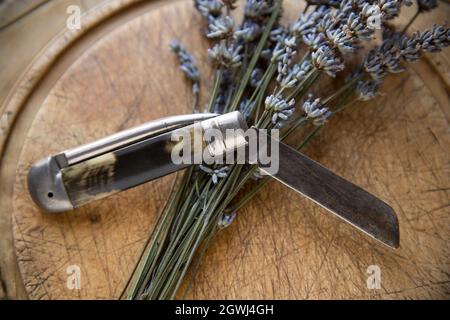 Ein Lavendelhaufen, geschnitten aus einer Pflanze, die in einem Garten wächst, wird neben einem alten Taschenmesser ausgestellt. Lancashire England GB Stockfoto