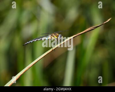 Männliche Wanderfliege Hawker (Aeshna mixta), die auf einem Blatt im Smestow Valley Nature Reserve, Wolverhampton, Großbritannien, thront Stockfoto