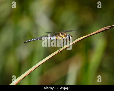 Männliche Wanderfliege Hawker (Aeshna mixta), die auf einem Blatt im Smestow Valley Nature Reserve, Wolverhampton, Großbritannien, thront Stockfoto