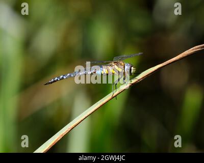 Männliche Wanderfliege Hawker (Aeshna mixta), die auf einem Blatt im Smestow Valley Nature Reserve, Wolverhampton, Großbritannien, thront Stockfoto