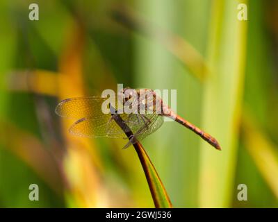 Männliche Zwergtaucher (Sympetrum striolatum) Libelle, die auf Blättern im Smestow Valley Nature Reserve, Wolverhampton, Großbritannien, thront Stockfoto