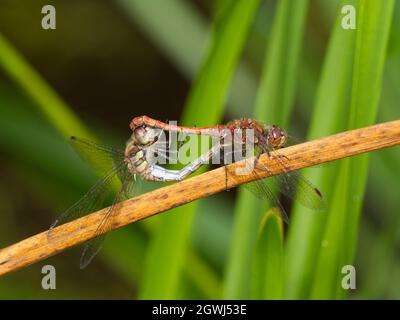 Paarende männliche und weibliche Libellen im Smestow Valley Nature Reserve, Wolverhampton, UK Stockfoto