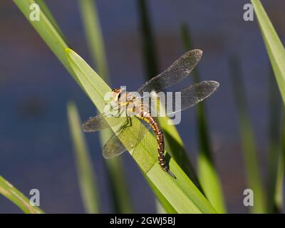 Ovipositing (Eierlegen) weibliche Wanderin Hawker (Aeshna mixta) Libelle im Smestow Valley Nature Reserve, Wolverhampton Stockfoto