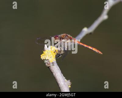 Männliche Zwergtaucher (Sympetrum striolatum) Libelle auf einem Zweig im Naturschutzgebiet Smestow Valley, Wolverhampton, Großbritannien Stockfoto