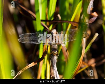 Ovipositing (Eierlegen) weibliche Wanderin Hawker (Aeshna mixta) Libelle im Smestow Valley Nature Reserve, Wolverhampton Stockfoto