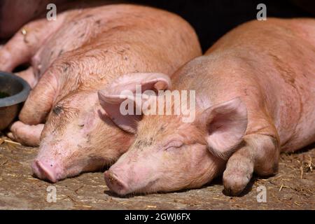 Zwei Hausschweine (Sus scrofa domesticus) liegen im Schweinestymestyje und schlafen darin. The Rare Rassees Center, near Woodchurch Kent.15/07/2021. Stockfoto