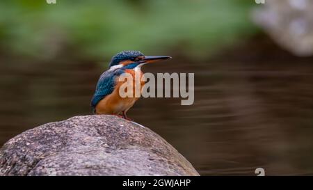 Vogel, Natur, wild lebende Tiere, Tier, schnabel, Wild, specht, Ast, baum, Stockfoto