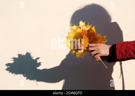 Frau in roter Jacke hält gelbe Ahornblätter in ihren Händen. Stockfoto