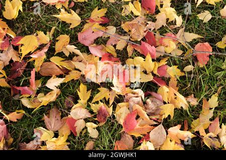 Fallenes Herbstlaub Auf Grünem Gras Liegend. Stockfoto