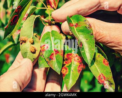 Rote Punkte Krankheit der Birnenblätter. Puccinia recondita Flecken. Gärtner zeigt Schäden an Fäulnis und Parasiten. Das Konzept des Schutzes von Birnengarten. Stockfoto