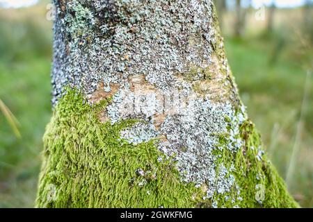 Moosiges timberland. Baumstämme moosig. Baumstamm grünes Moos. Moosiger Baumstamm auf dem Boden Stockfoto