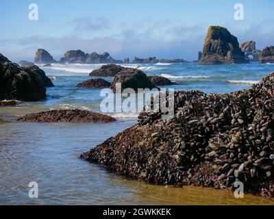 Hügel mit Gezeitentümpeln an der Küste von Indian Beach am Ecola Beach Oregon Stockfoto