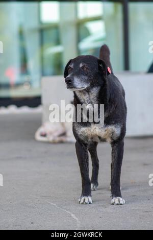 Ein Doberman schwarzer Pinscher Hund sehr schlau Stockfoto