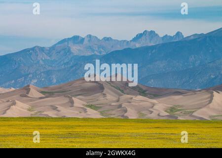 Vor den Great Sand Dunes werden Sonnenblumen von der Vorderen Seite bedeckt. Stockfoto