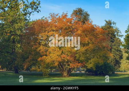 Amur-Ahorn, acer ginnala die Zierpflanze in Herbstfarben in Stromovka in Prag, Tschechien. Stockfoto