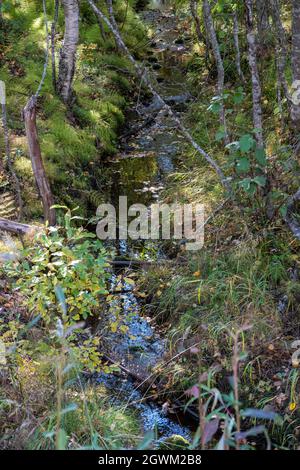 Waldbach in Finnisch-Lappland Stockfoto